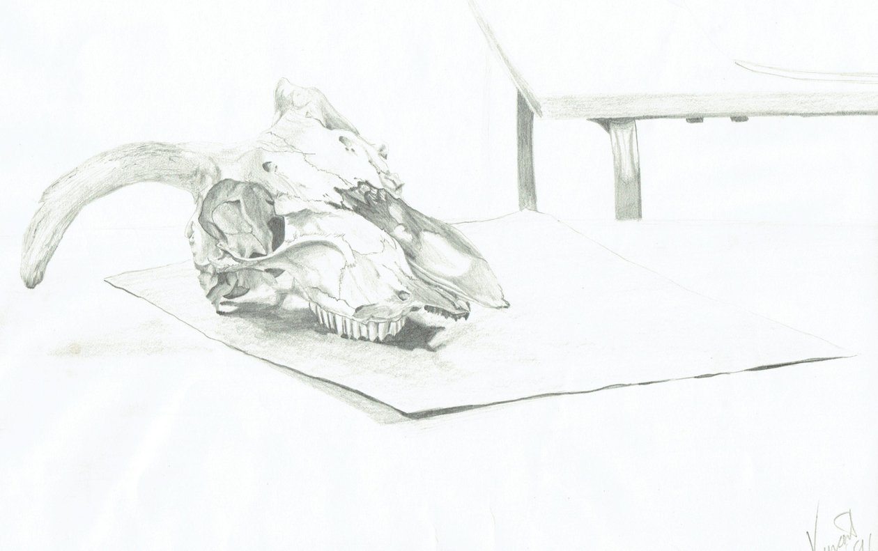 Schädel von Vincent Alexander Booth