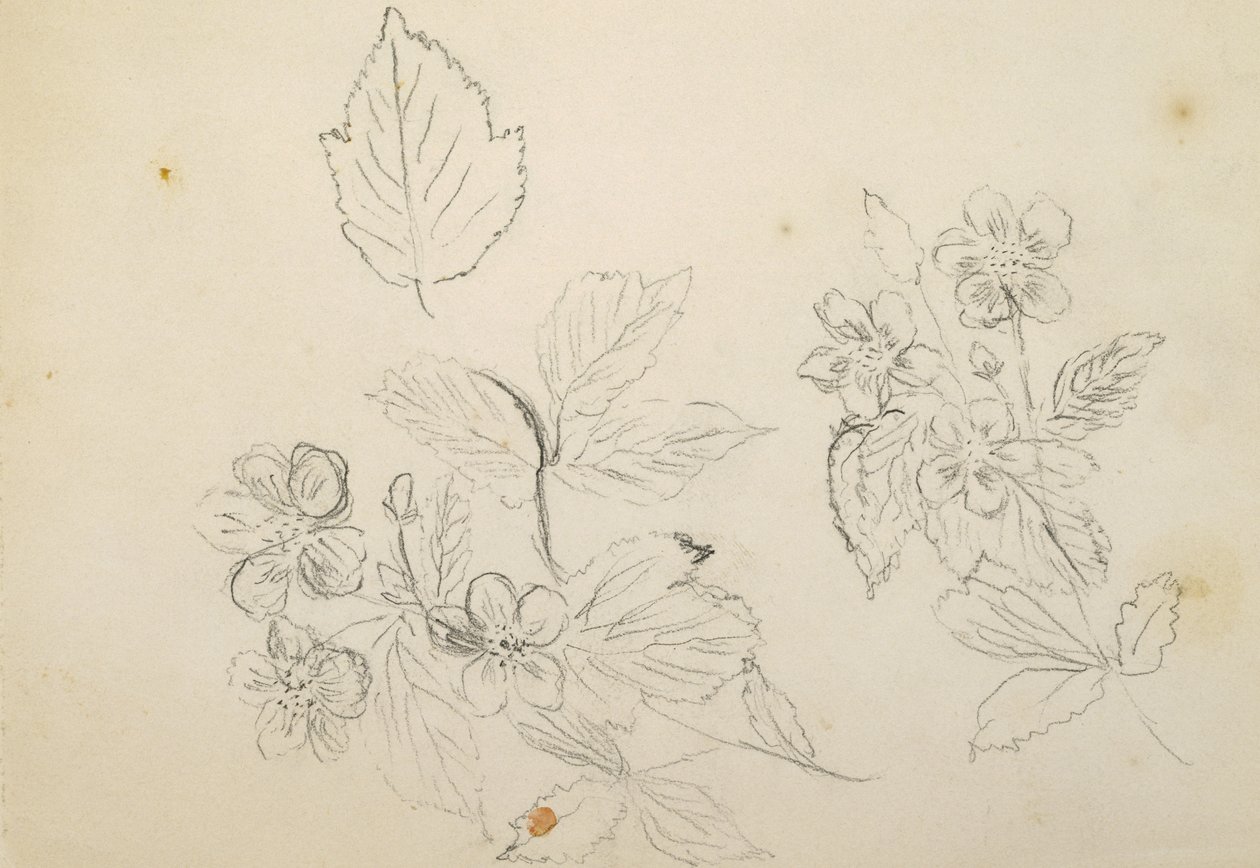 Blumenstudie, 1869-1871 von Vincent Colyer