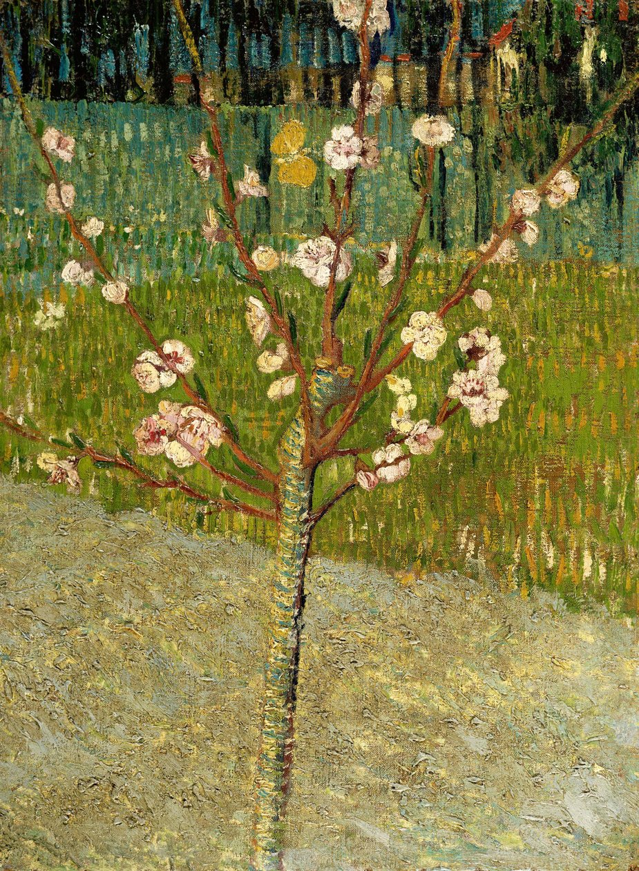 Mandelbaum in Blüte, 1888 von Vincent van Gogh