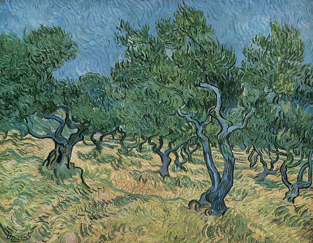 Olivenhain von Vincent van Gogh