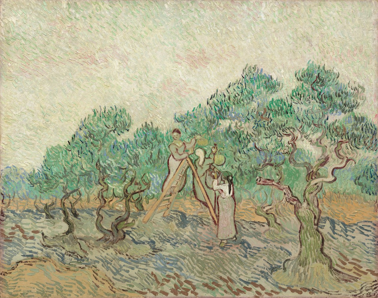 Der Olivenhain von Vincent van Gogh