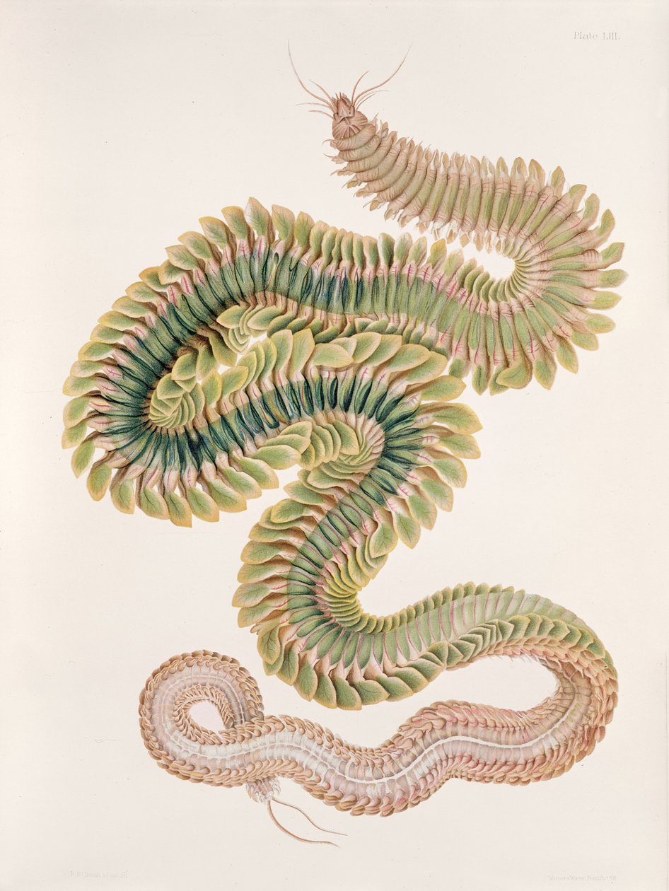 Nereis virens, 1910 von W. C. McIntosh