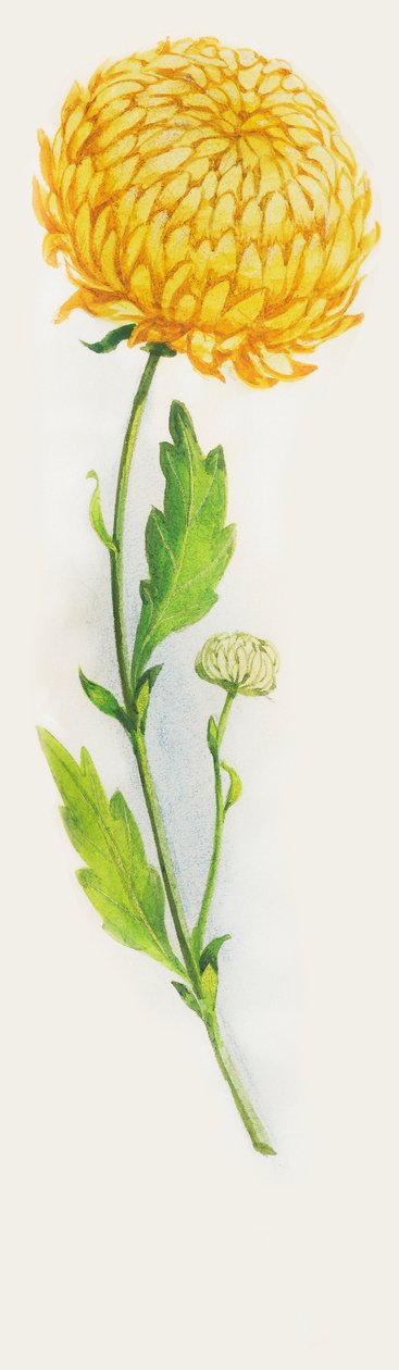 Chrysanthemenblume, Zeichnung von John Ward Dunsmore