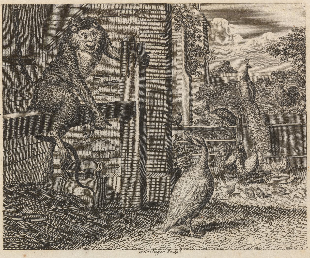 Der Pavian und das Geflügel von W. Grainger