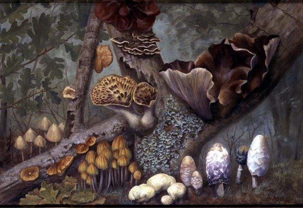 Pilze im Wald von W. Neville