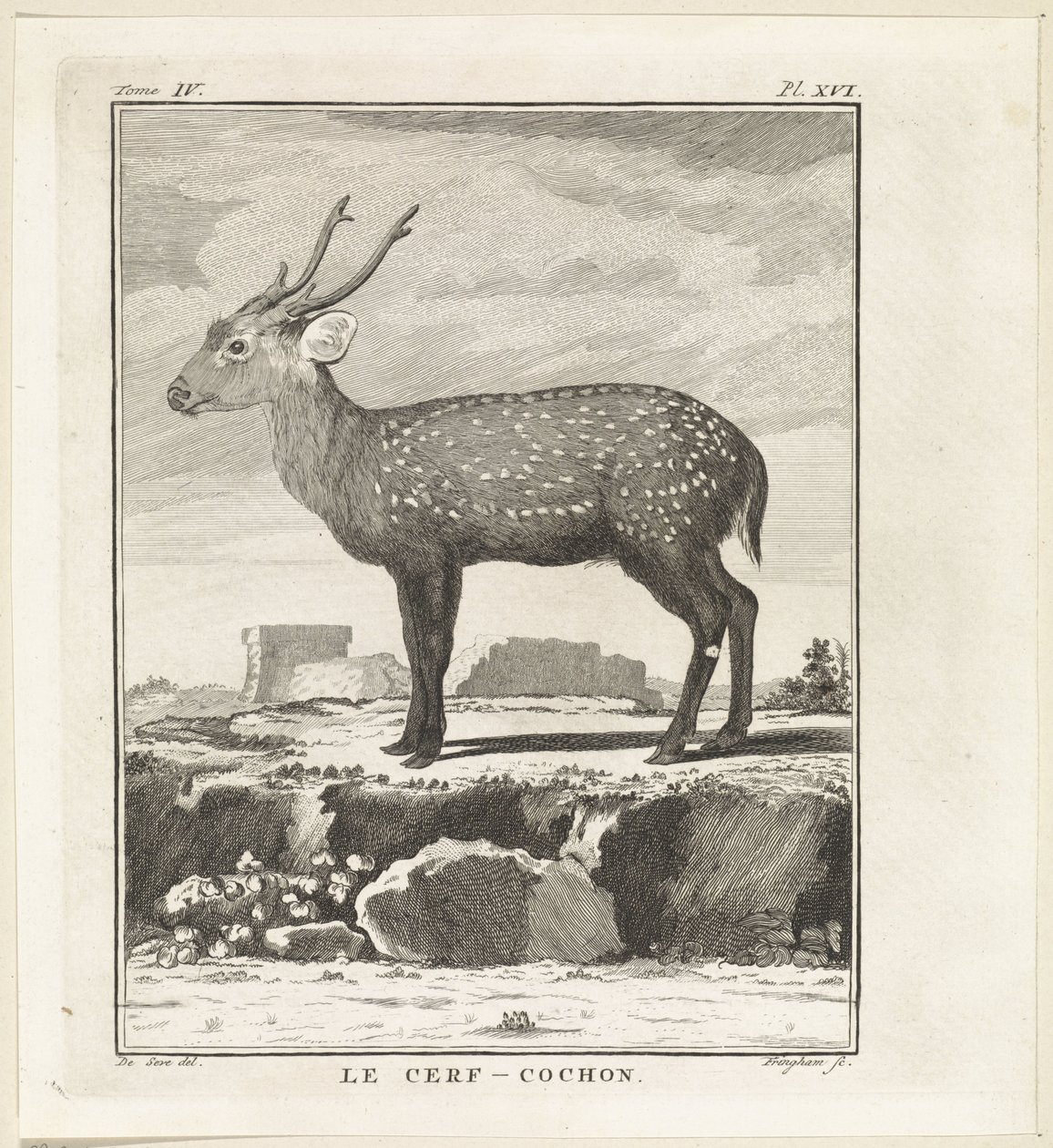 Hirsch von W. Tringham