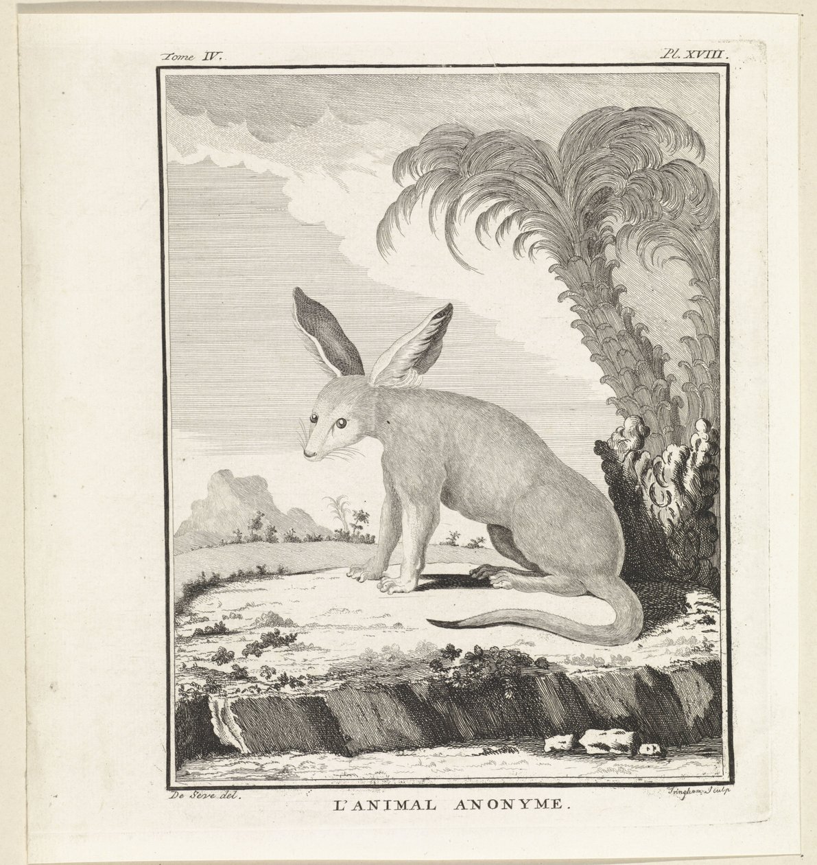 Unbekanntes Tier von W. Tringham