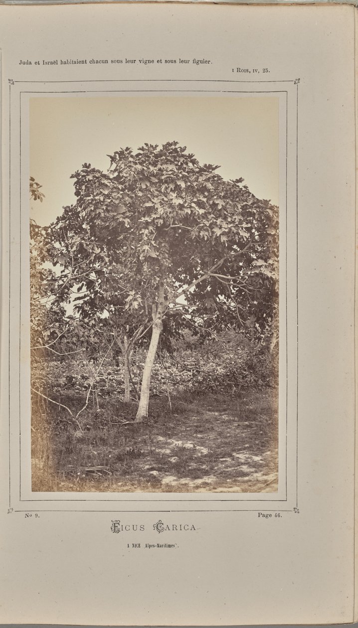 Ficus carica, in Nizza (Alpes-Maritimes) von W. de Bray