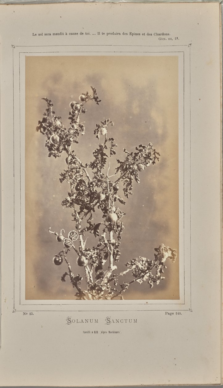Solanum sanctum, Cuelli in Èze (Alpes-Maritimes) von W. de Bray