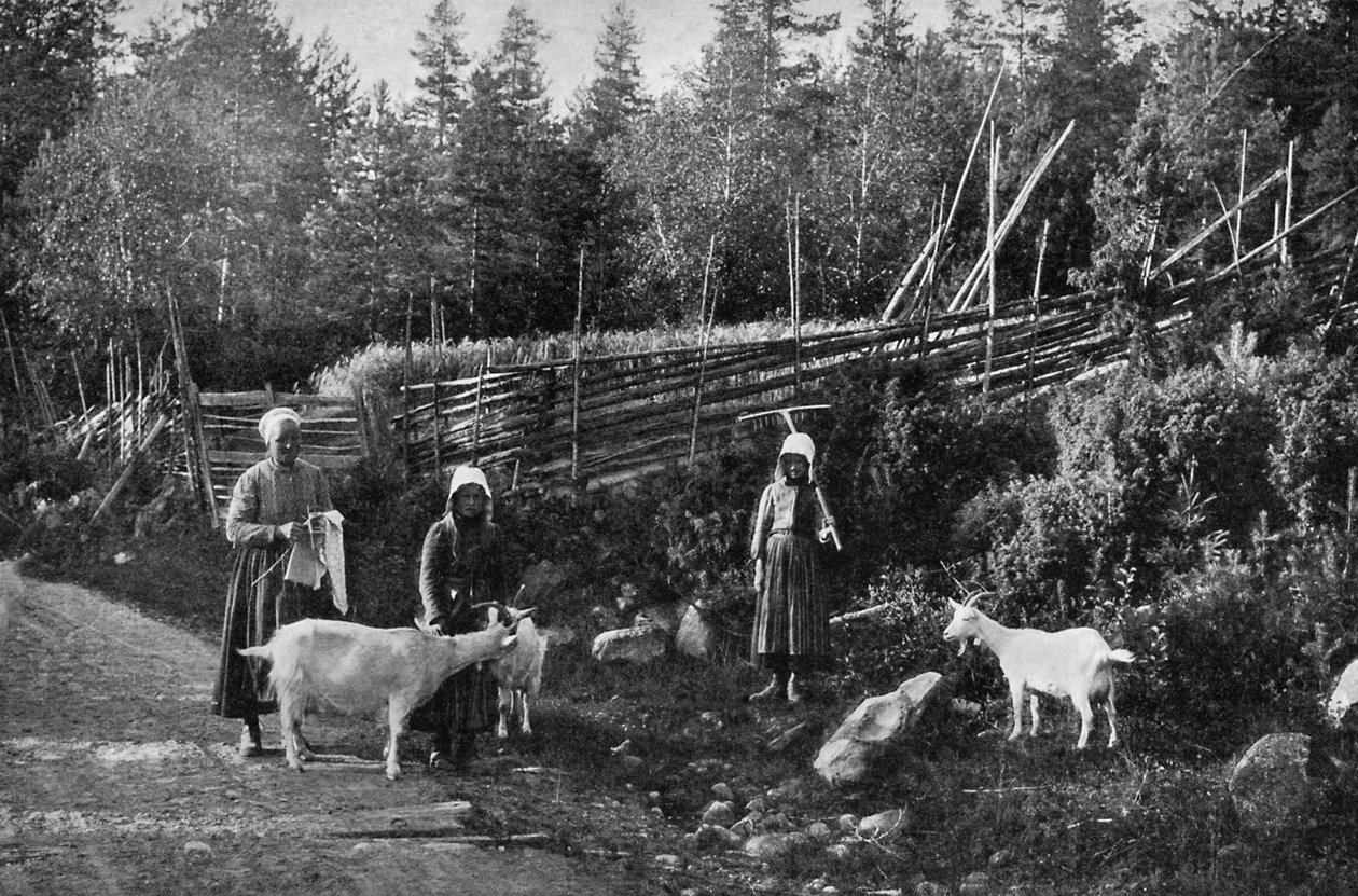 Ziegenzucht in Dalarna, Schweden, 1908-1909 von Wald Zachrisson