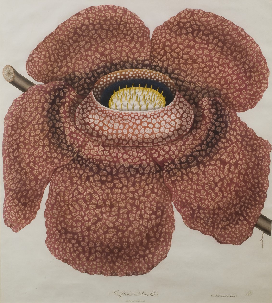 Blume der Rafflesia arnoldii von Waldell