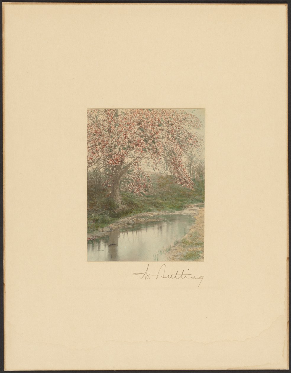 Blühender Baum von Wallace Nutting