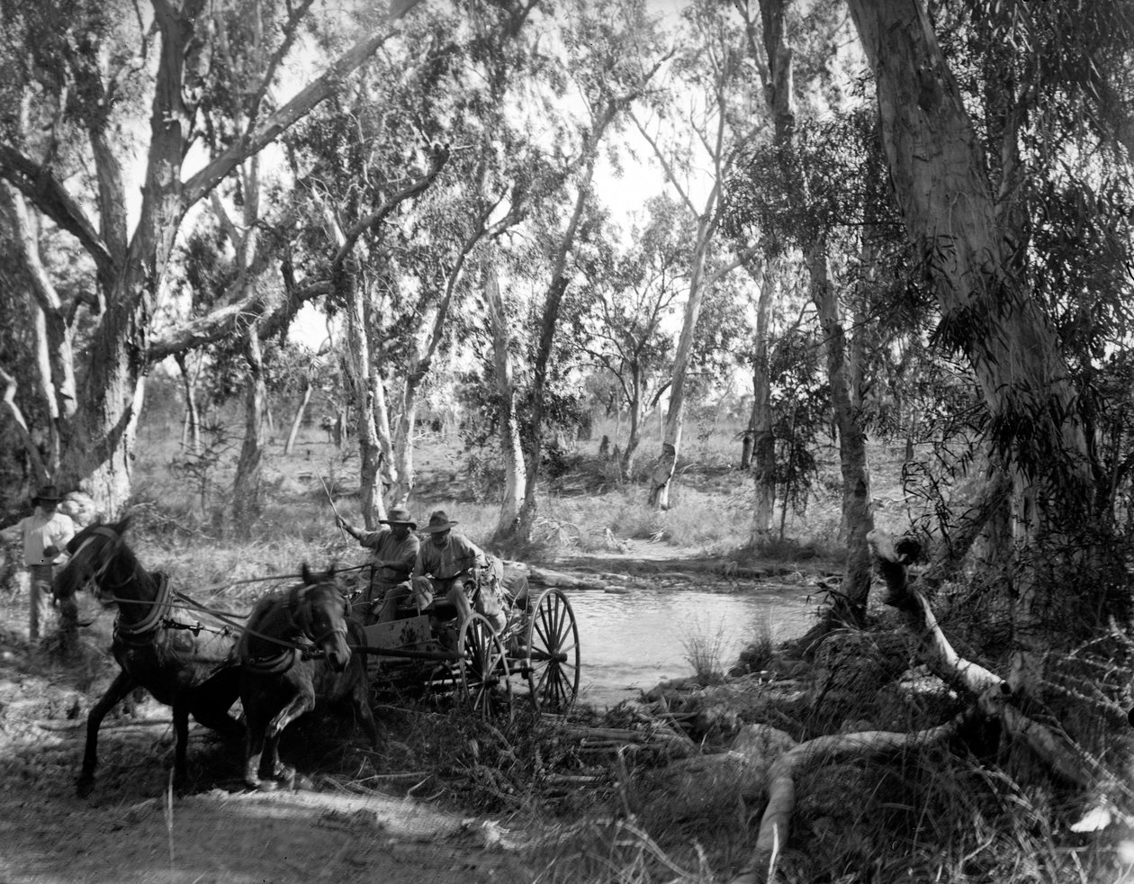 Überquerung des Salt Creek in der Nähe des Roper River, östliches Arnhem Land, Australien, Juli 1911 von Walter Baldwin Spencer