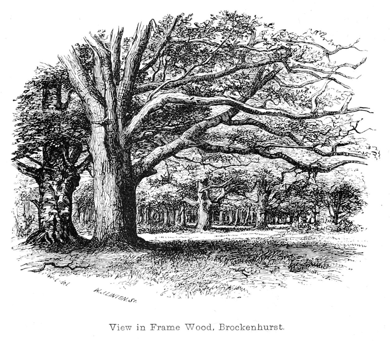 Ansicht in Frame Wood, Brockenhurst von Walter Crane