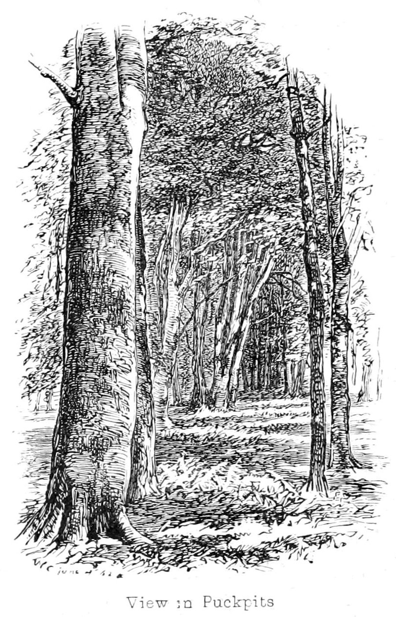 Ansicht in Puckpits Wood von Walter Crane