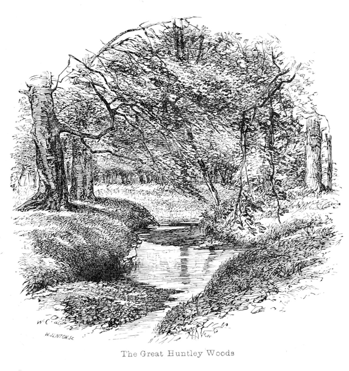 Ansicht in den Great Huntley Woods von Walter Crane
