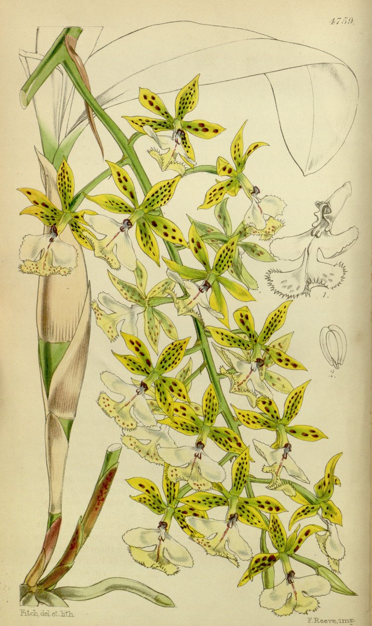 Illustration von Epidendrum stamfordianum von Walter Hood Fitch