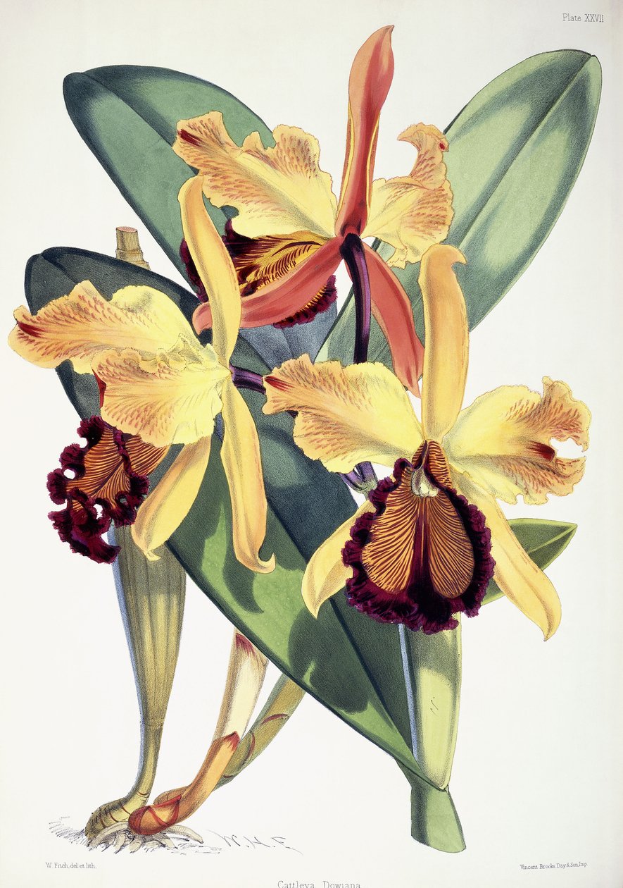 Cattleya Dowiana von Walter Hood Fitch