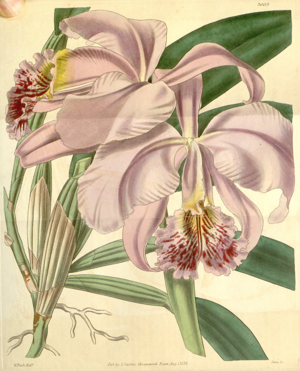 Cattleya mossiae von Walter Hood Fitch