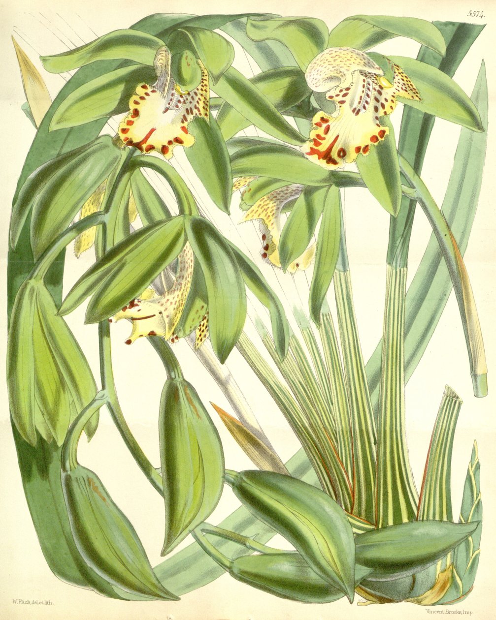 Cymbidium hookerianum von Walter Hood Fitch