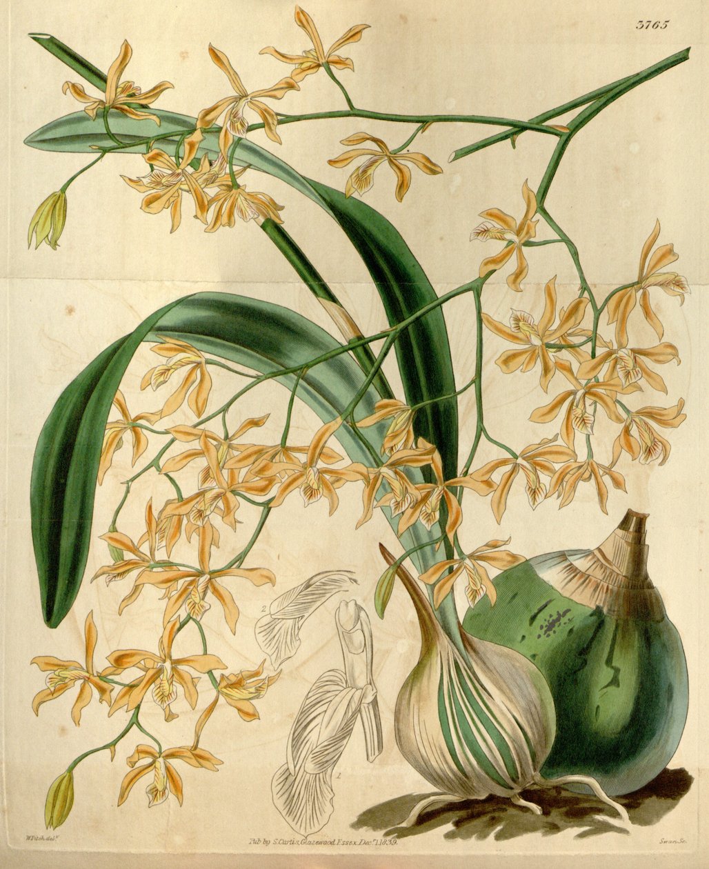 Encyclia candollei von Walter Hood Fitch