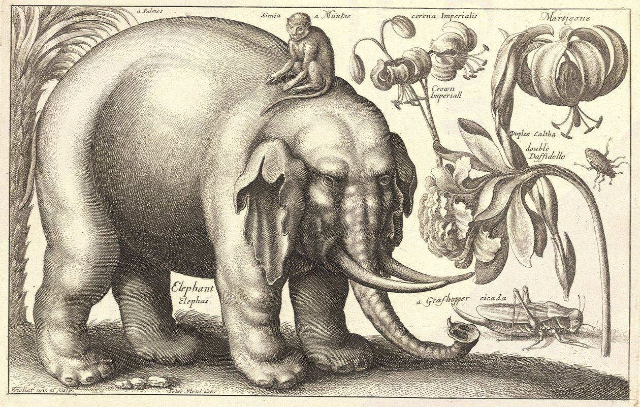 Elefant und Blumen (Zustand 2) von Wenceslaus Hollar