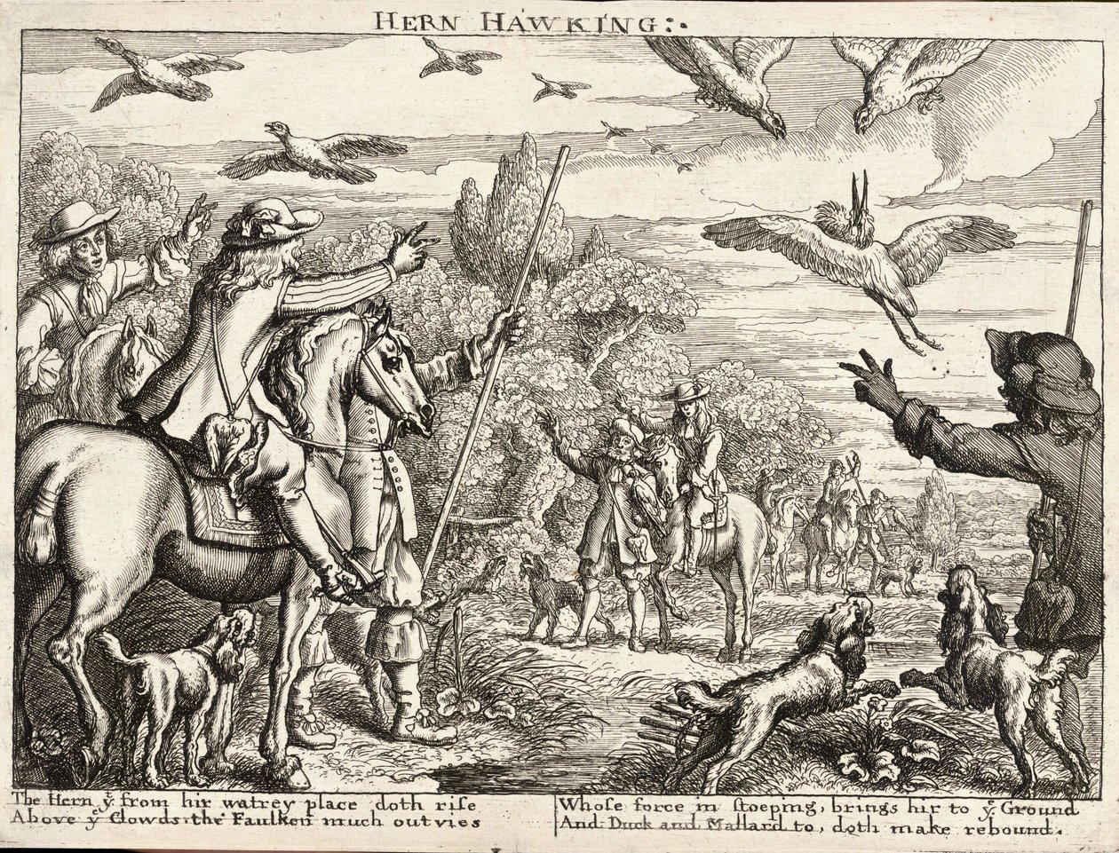 Falkenjagd von Wenceslaus Hollar