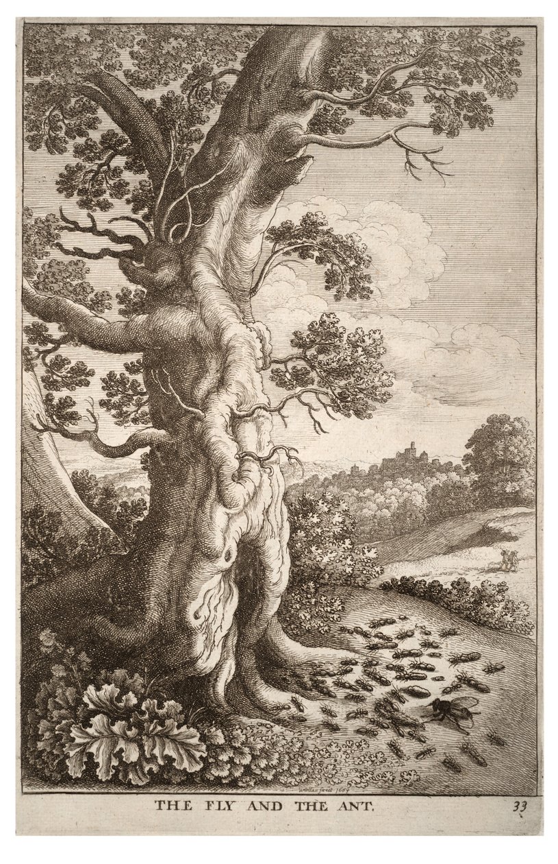 Die Fliege und die Ameise von Wenceslaus Hollar