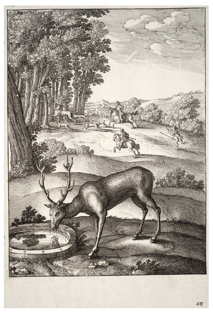 Der Hirsch. Zustand 2 von Wenceslaus Hollar