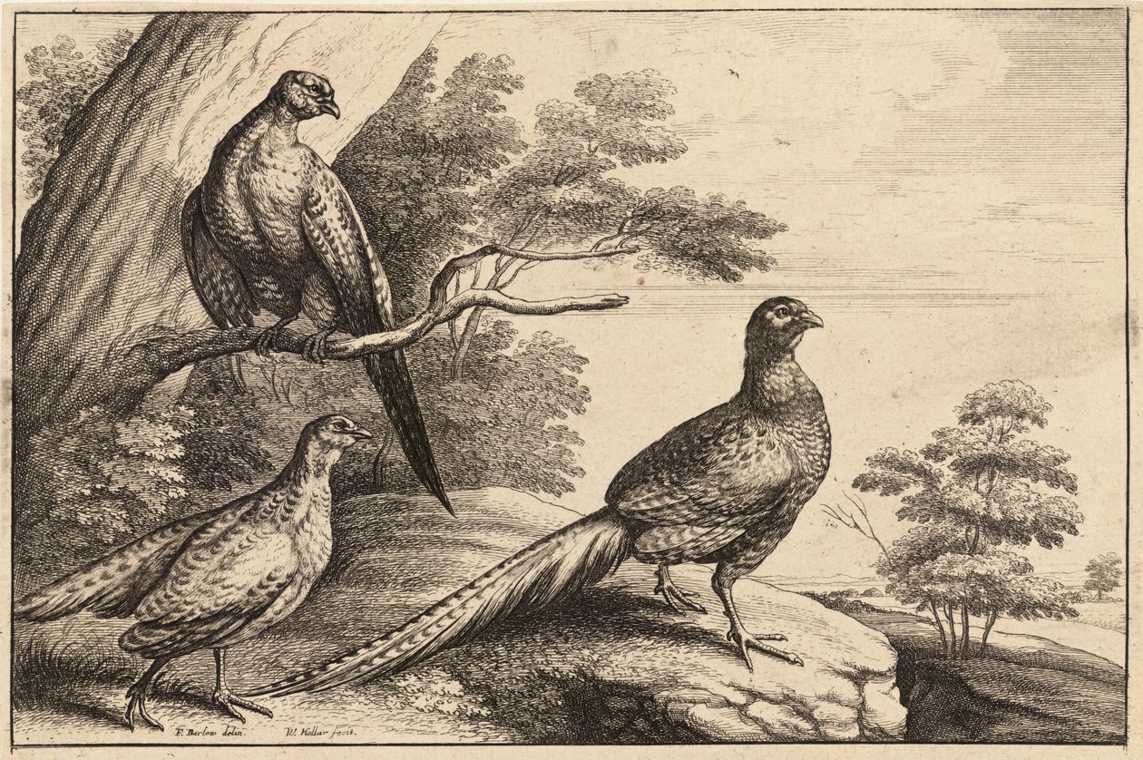 Drei Fasane von Wenceslaus Hollar