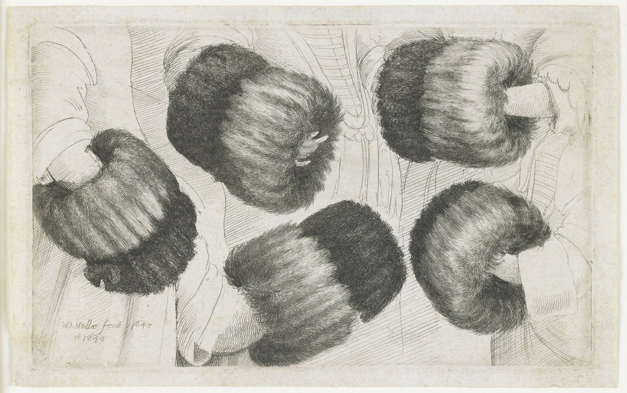 Ein Muff in fünf Ansichten, 1645-1646 von Wenceslaus Hollar