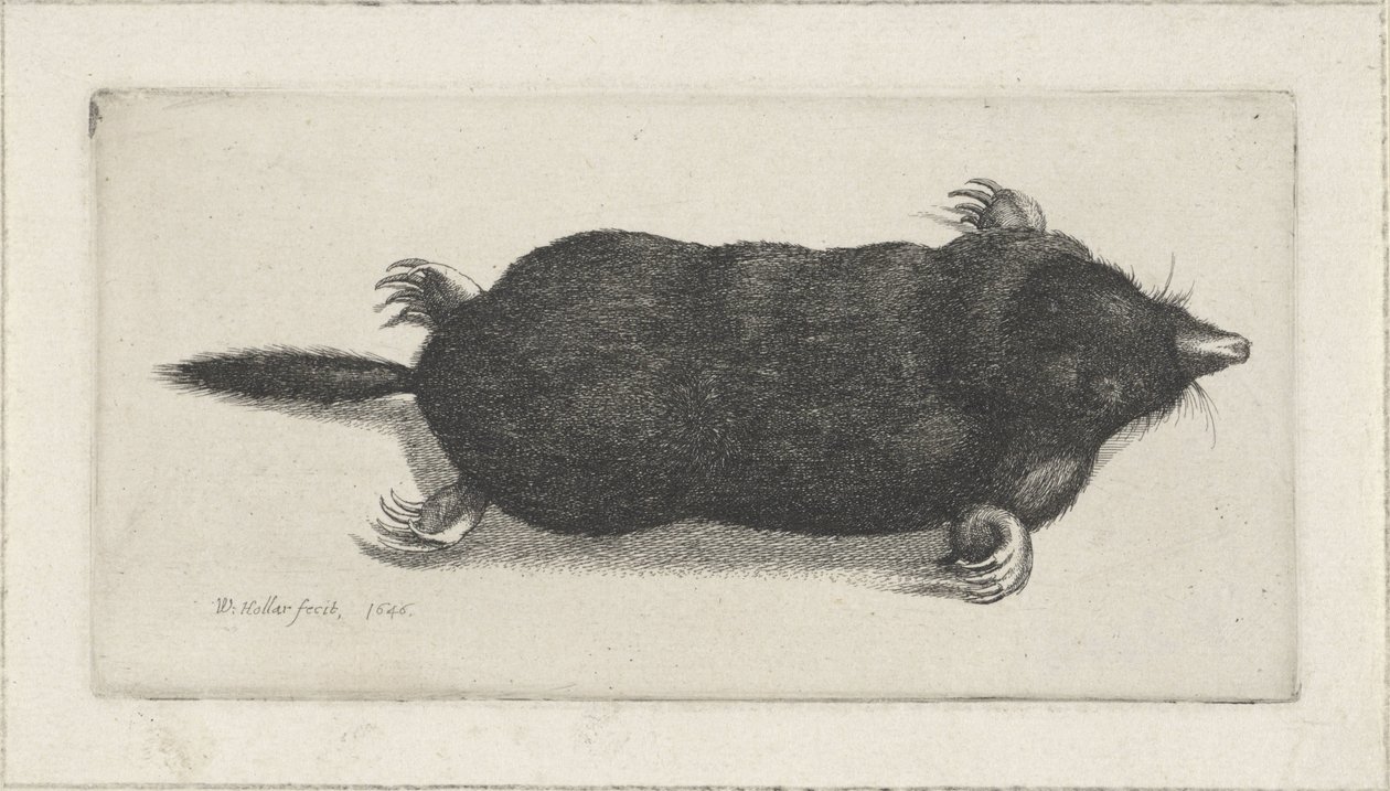 Toter Maulwurf von Wenceslaus Hollar