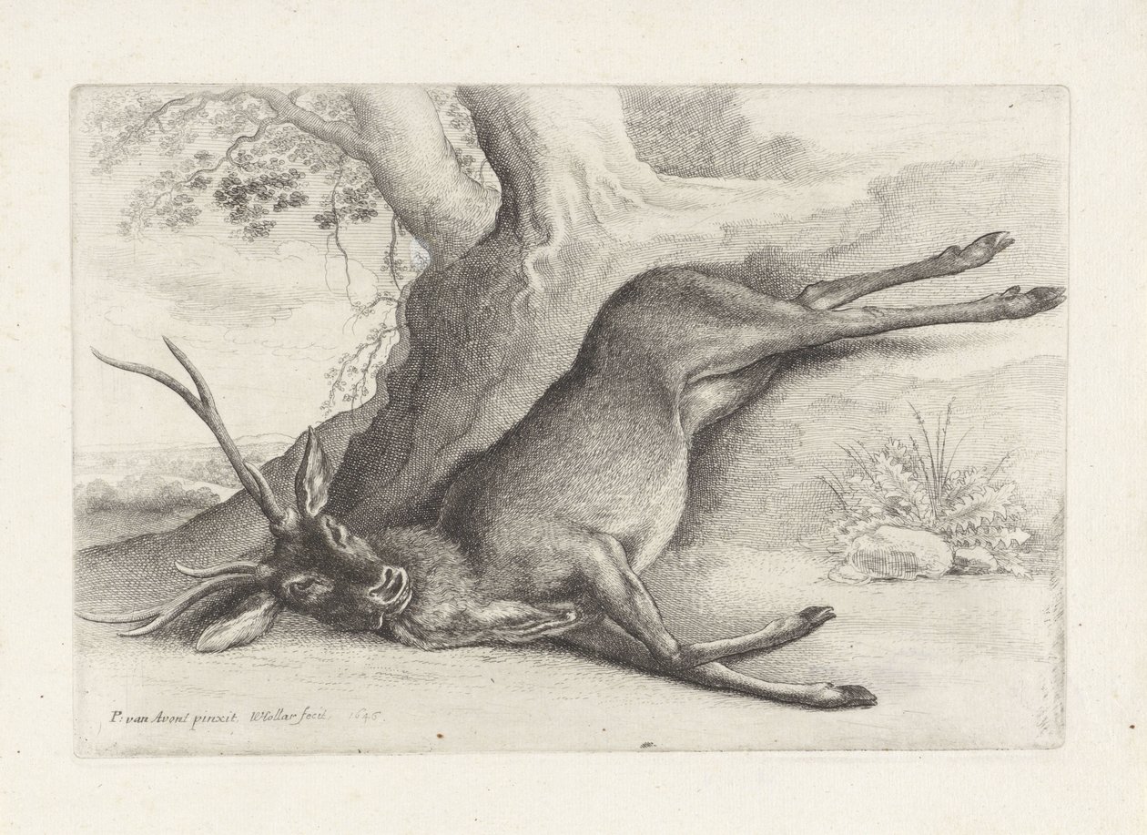 Erschossenes Reh (Serie: Jacht, jachthonden en wild) von Wenceslaus Hollar