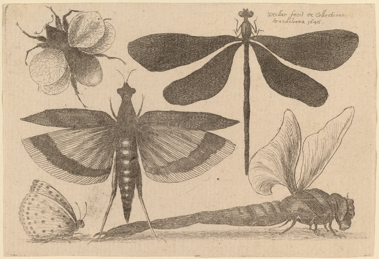 Libellen, eine Hummel und ein Schmetterling von Wenceslaus Hollar