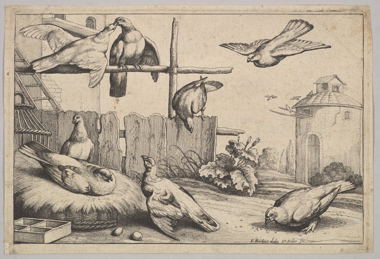 Acht Tauben von Wenceslaus Hollar