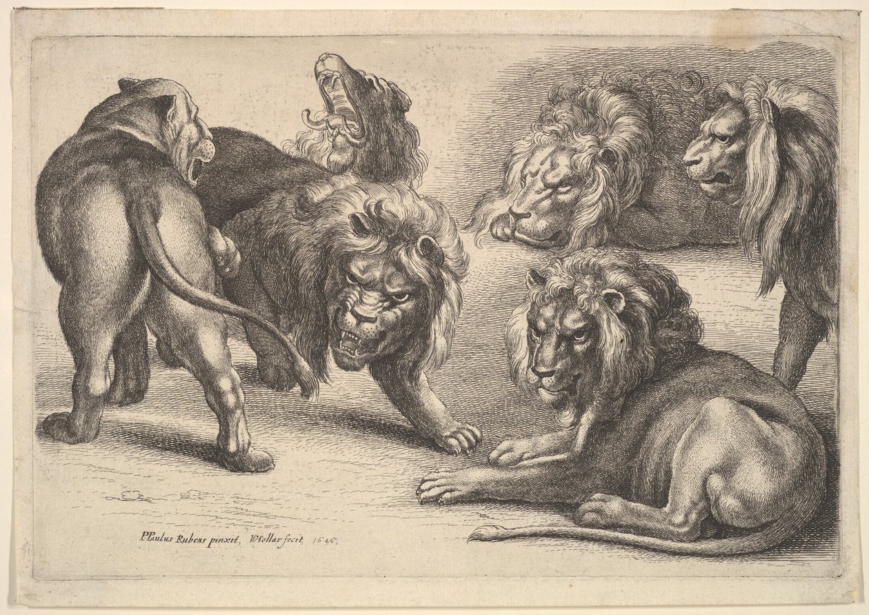 Fünf Löwen und eine Löwin von Wenceslaus Hollar