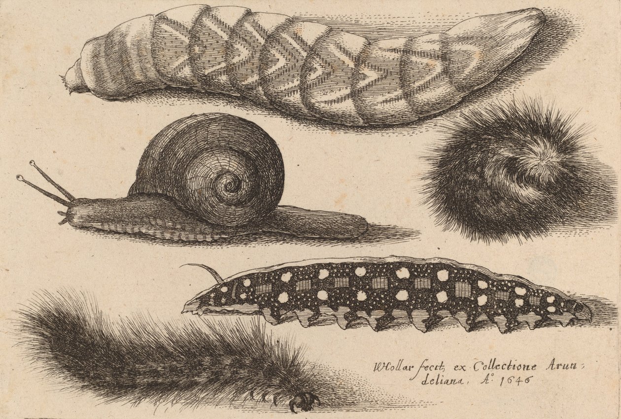 Vier Raupen und eine Schnecke, 1646 von Wenceslaus Hollar