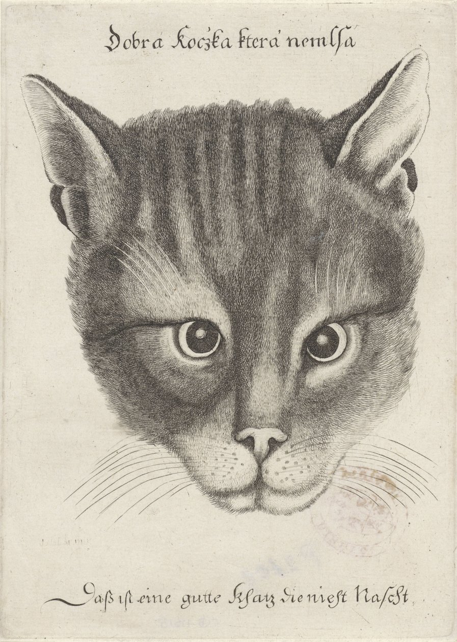 Kopf einer Katze von Wenceslaus Hollar