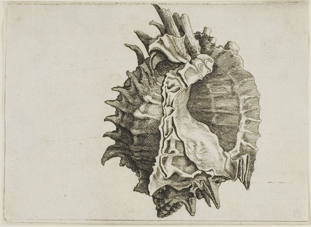Pink-Mouth Murex (phyllonotus erythrostomus) von Wenceslaus Hollar
