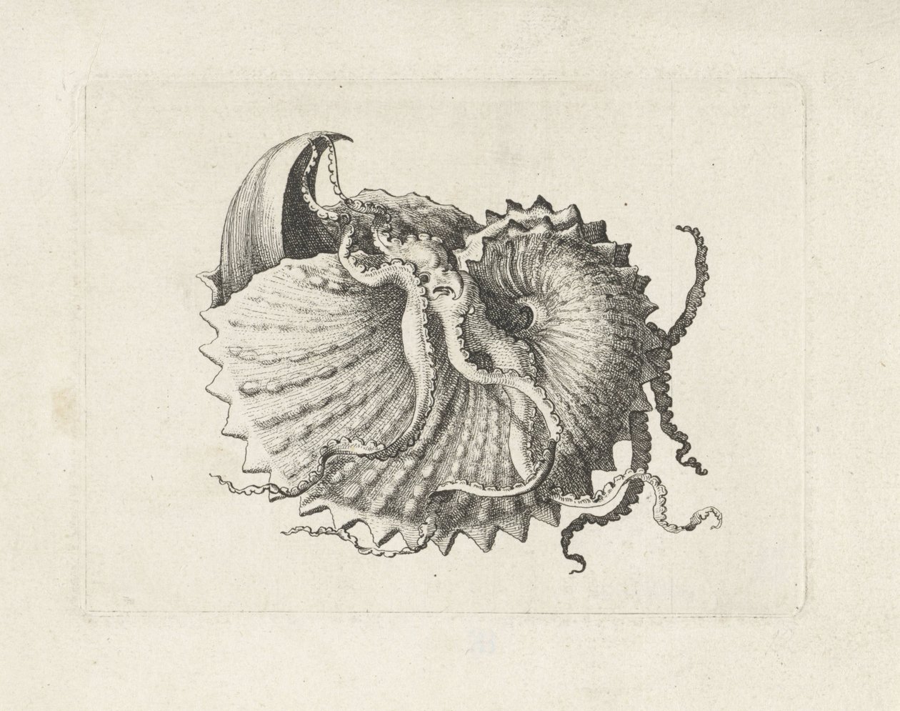 Muschel, argonauta nodosa von Wenceslaus Hollar