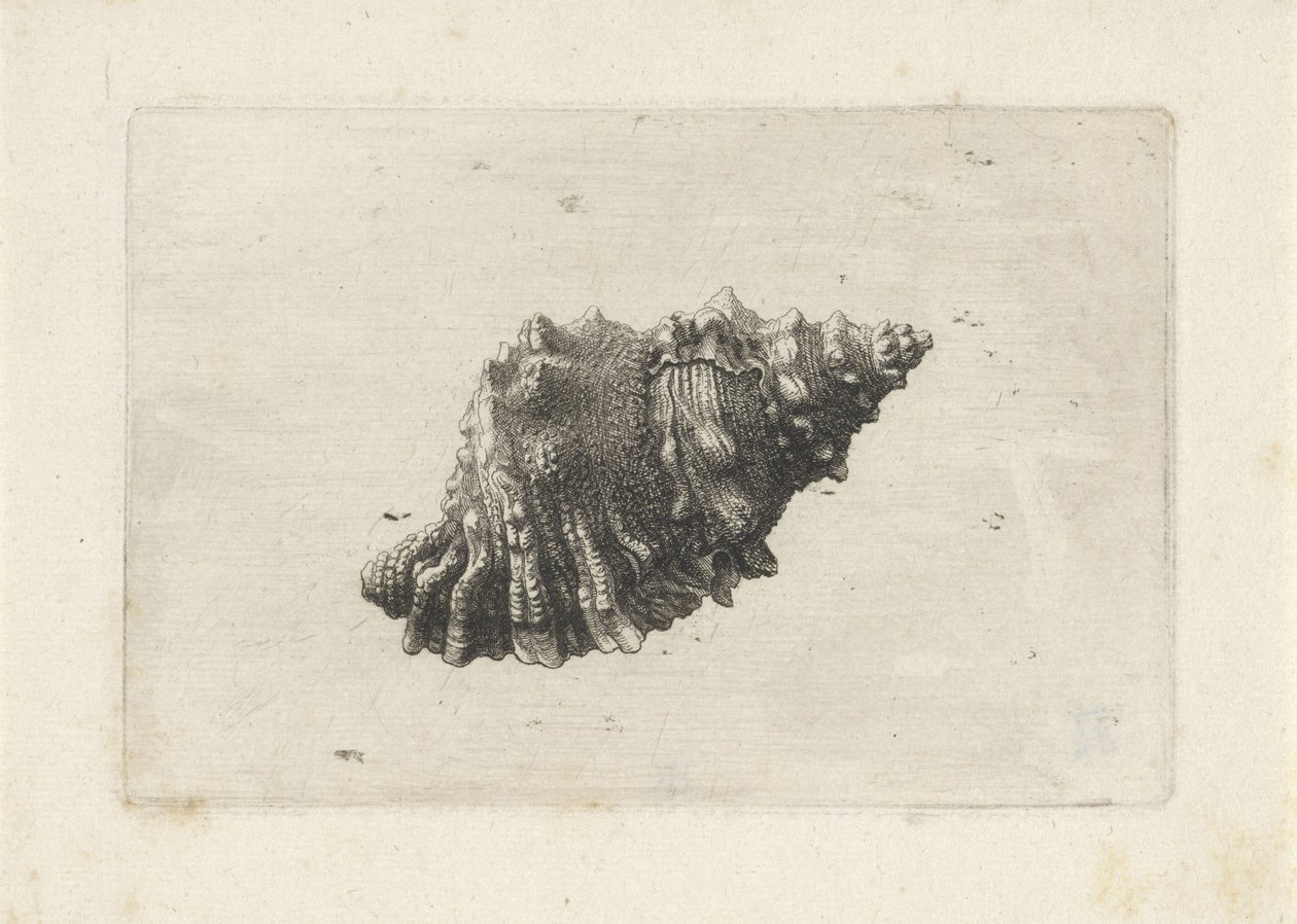Schelp, bursa rubeta von Wenceslaus Hollar