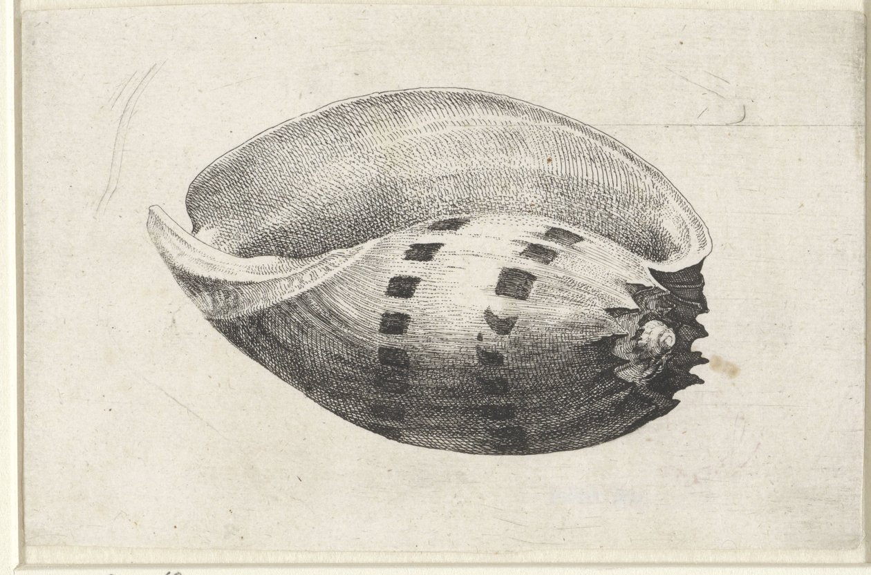 Muschel, Melo Amphora (Muscheln) von Wenceslaus Hollar