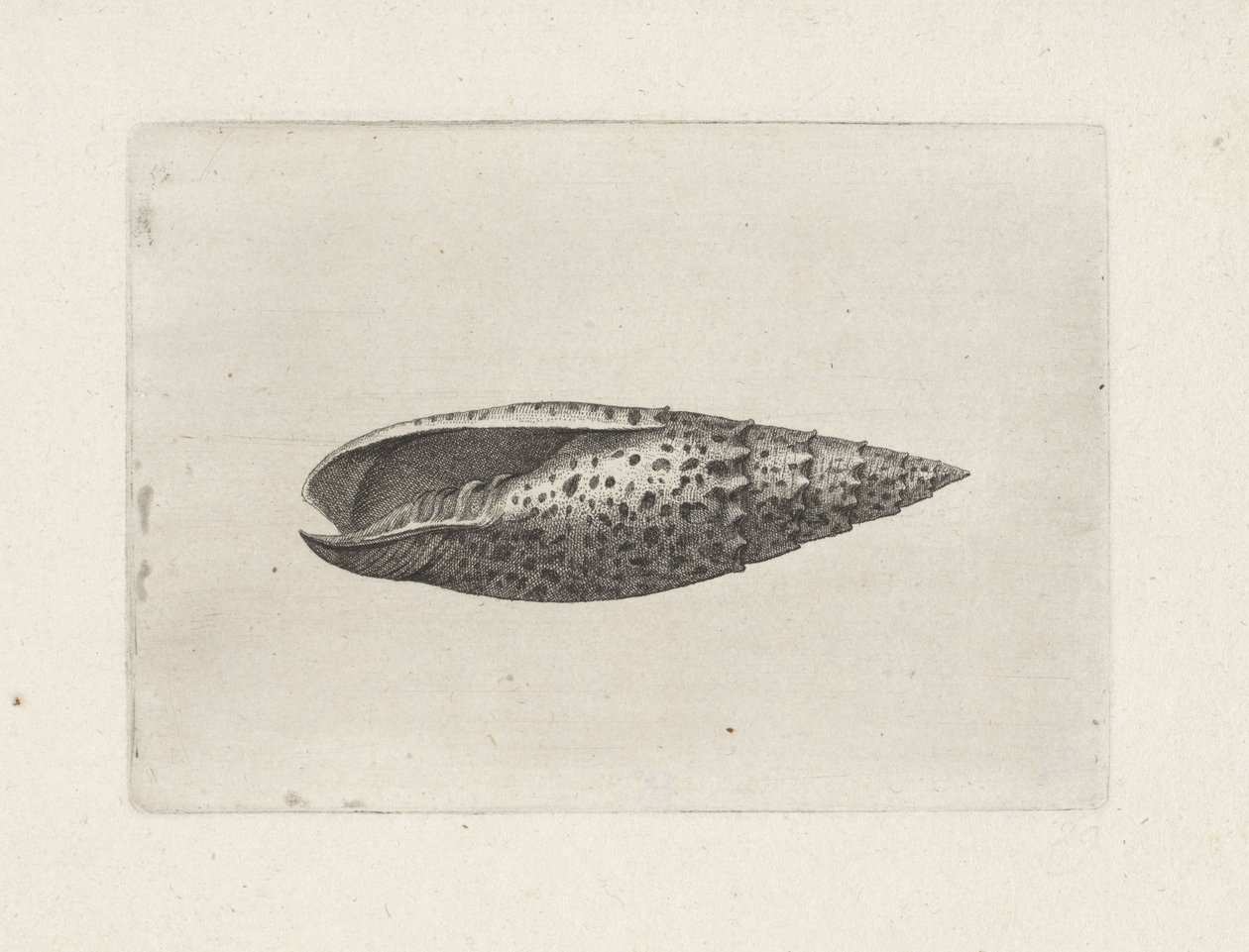 Schnecke, Mitra papalis Muscheln (Serientitel) von Wenceslaus Hollar