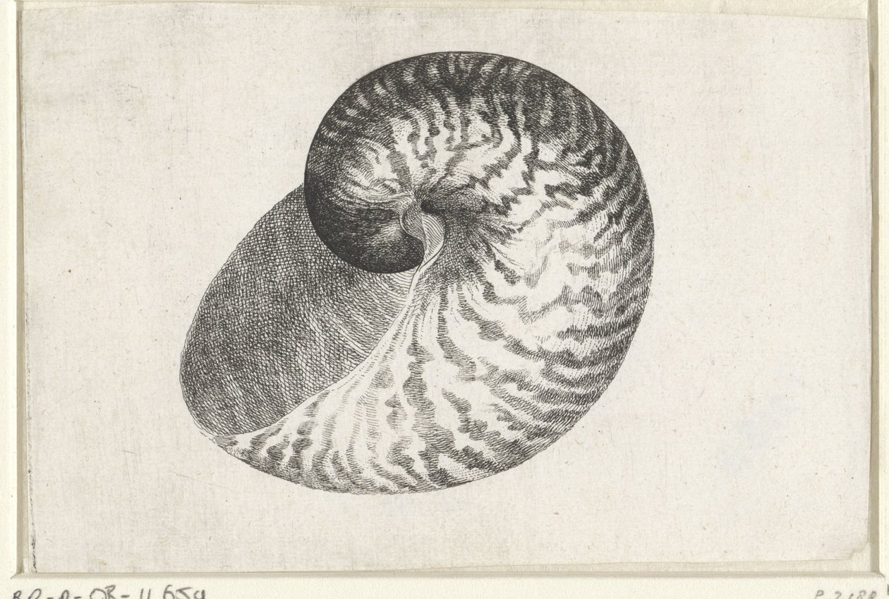 Schnecke, Nautilus Pompilius von Wenceslaus Hollar