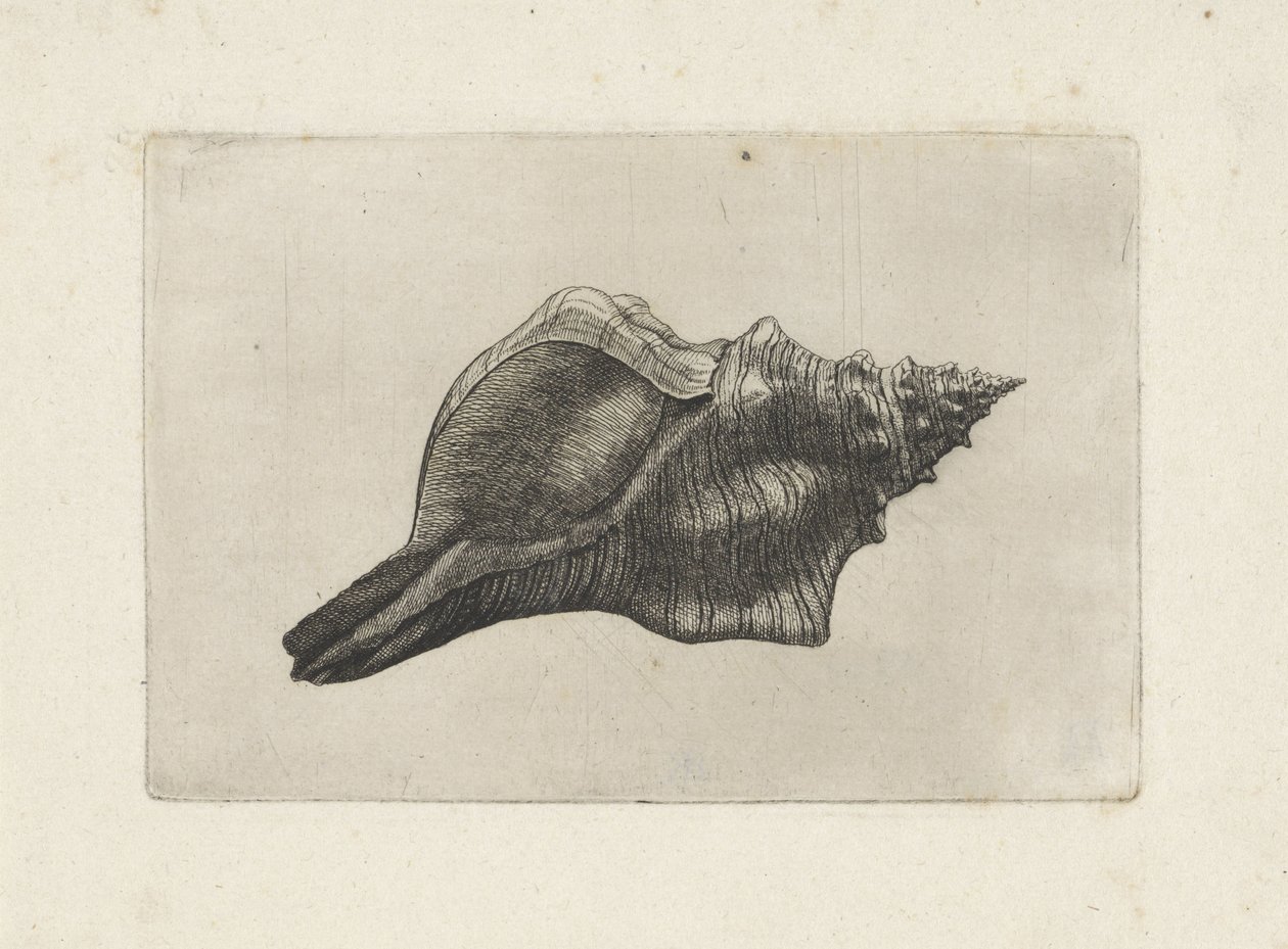 Muschel, Pleuroploca trapezium von Wenceslaus Hollar