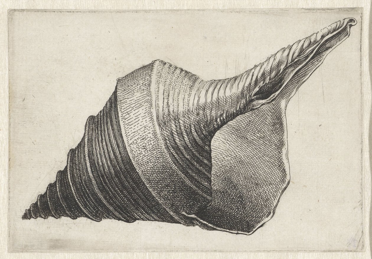 Muschel, Syrinx aruanus von Wenceslaus Hollar