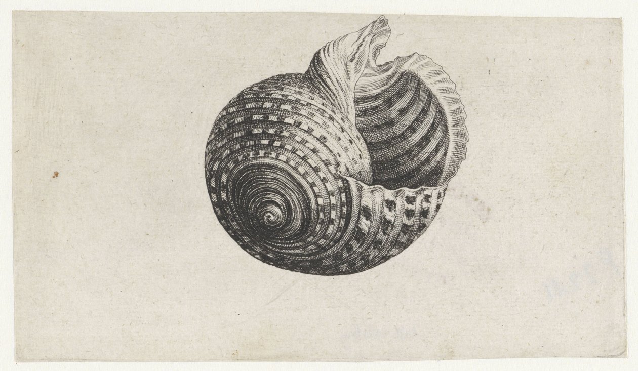 Schnecke, Tonna Dolium von Wenceslaus Hollar