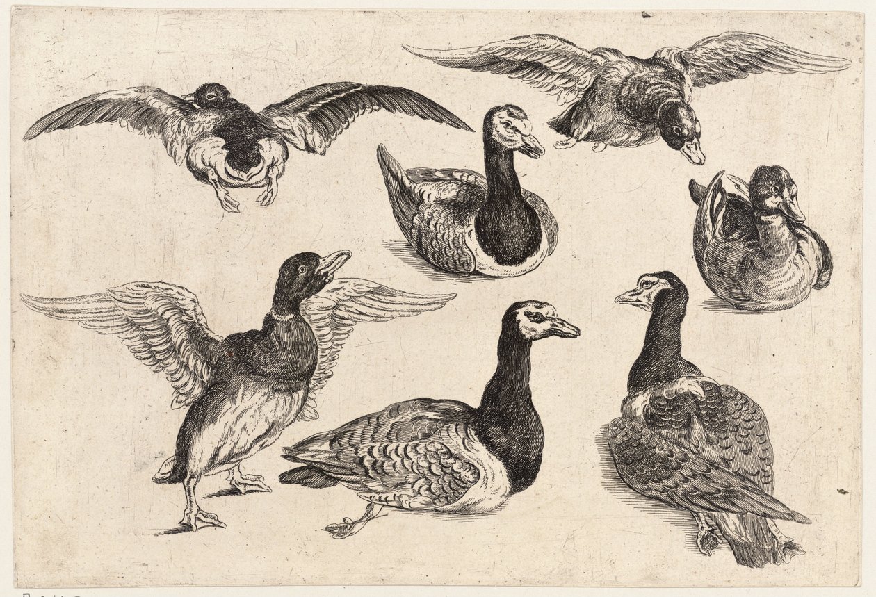 Sieben Enten von Wenceslaus Hollar
