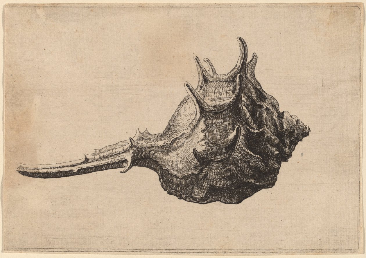 Schnecke (Murex brandaris) von Wenceslaus Hollar