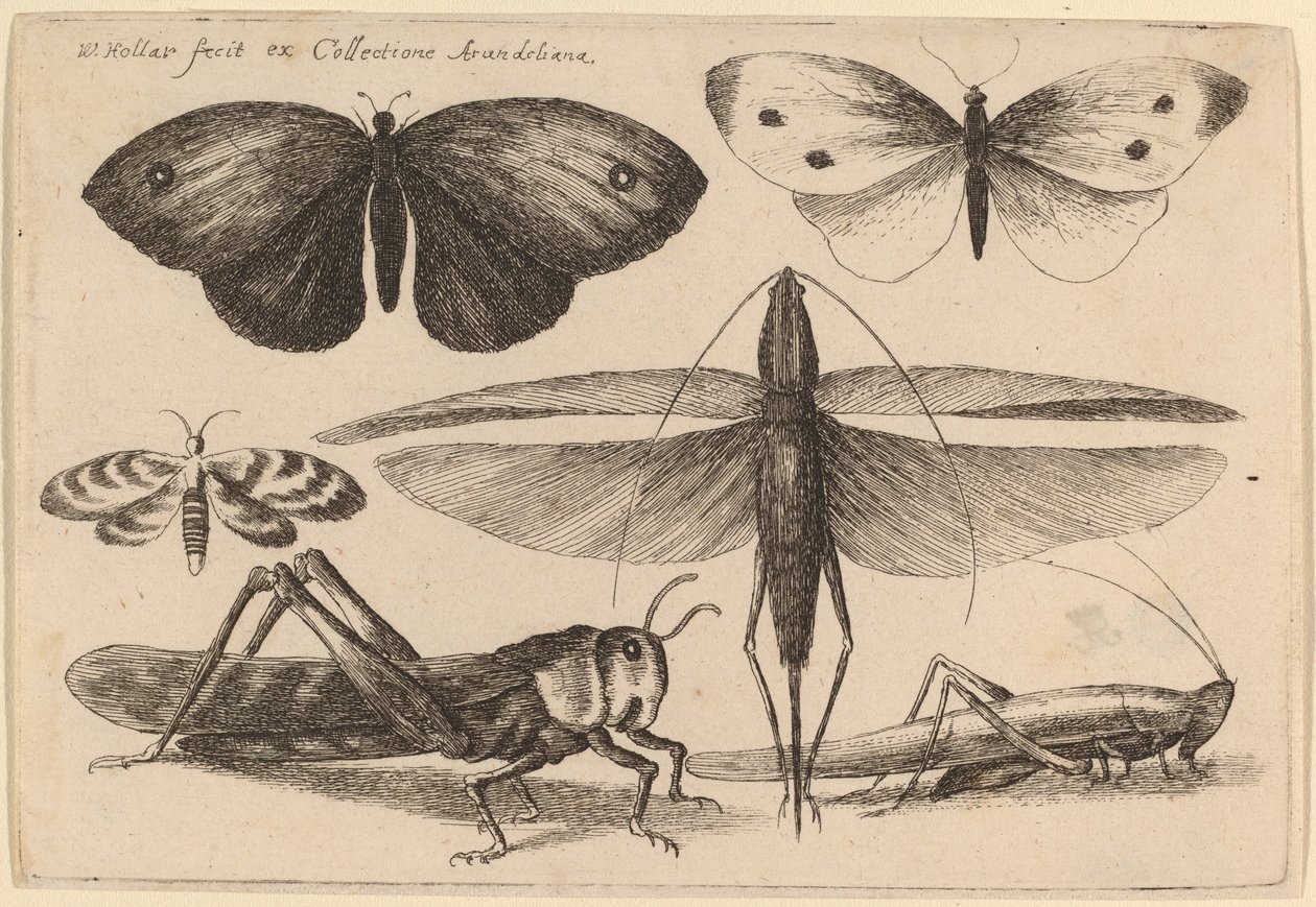 Sechs Insekten von Wenceslaus Hollar